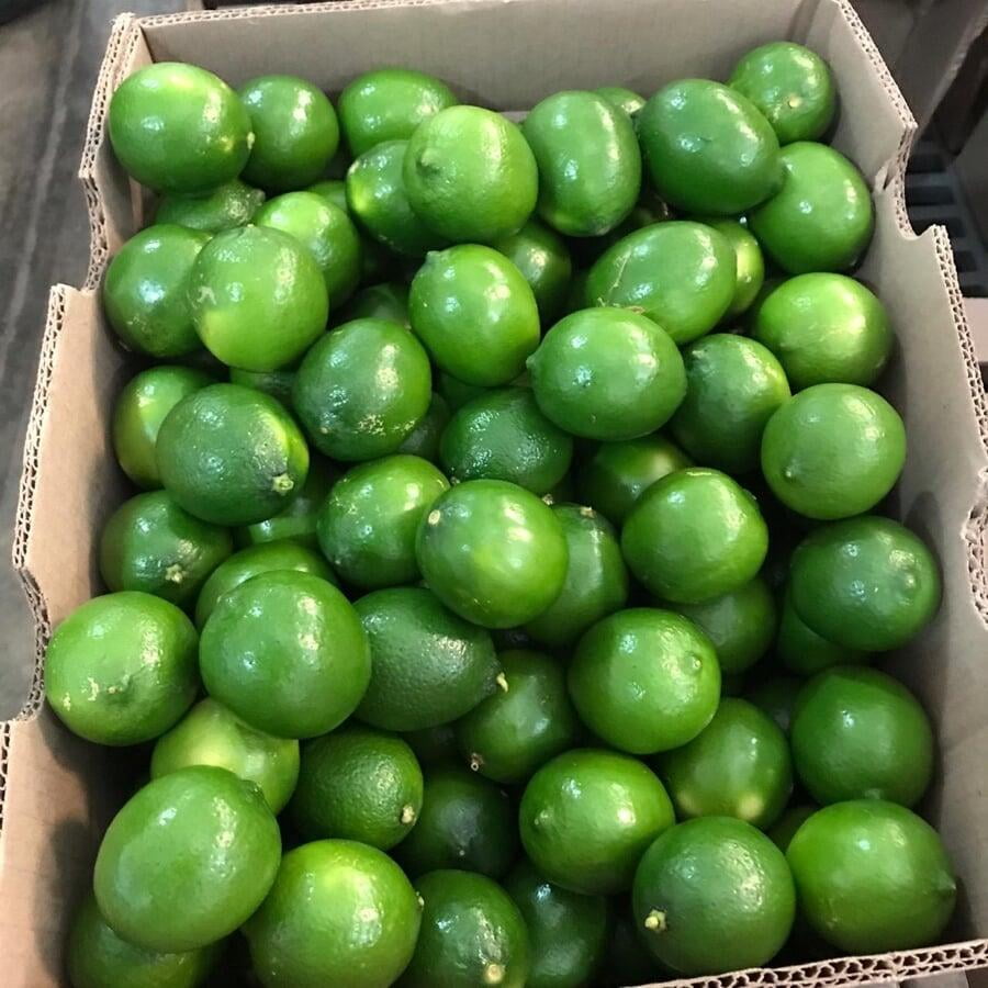 Persian Limes Program