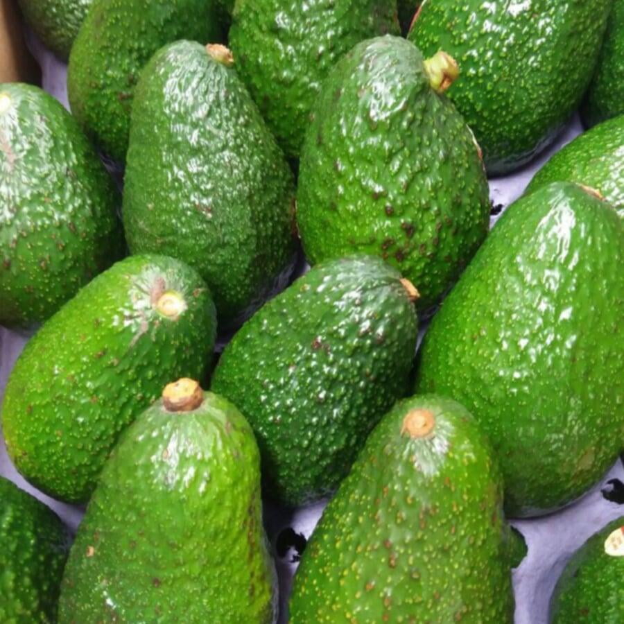 Avocado Program